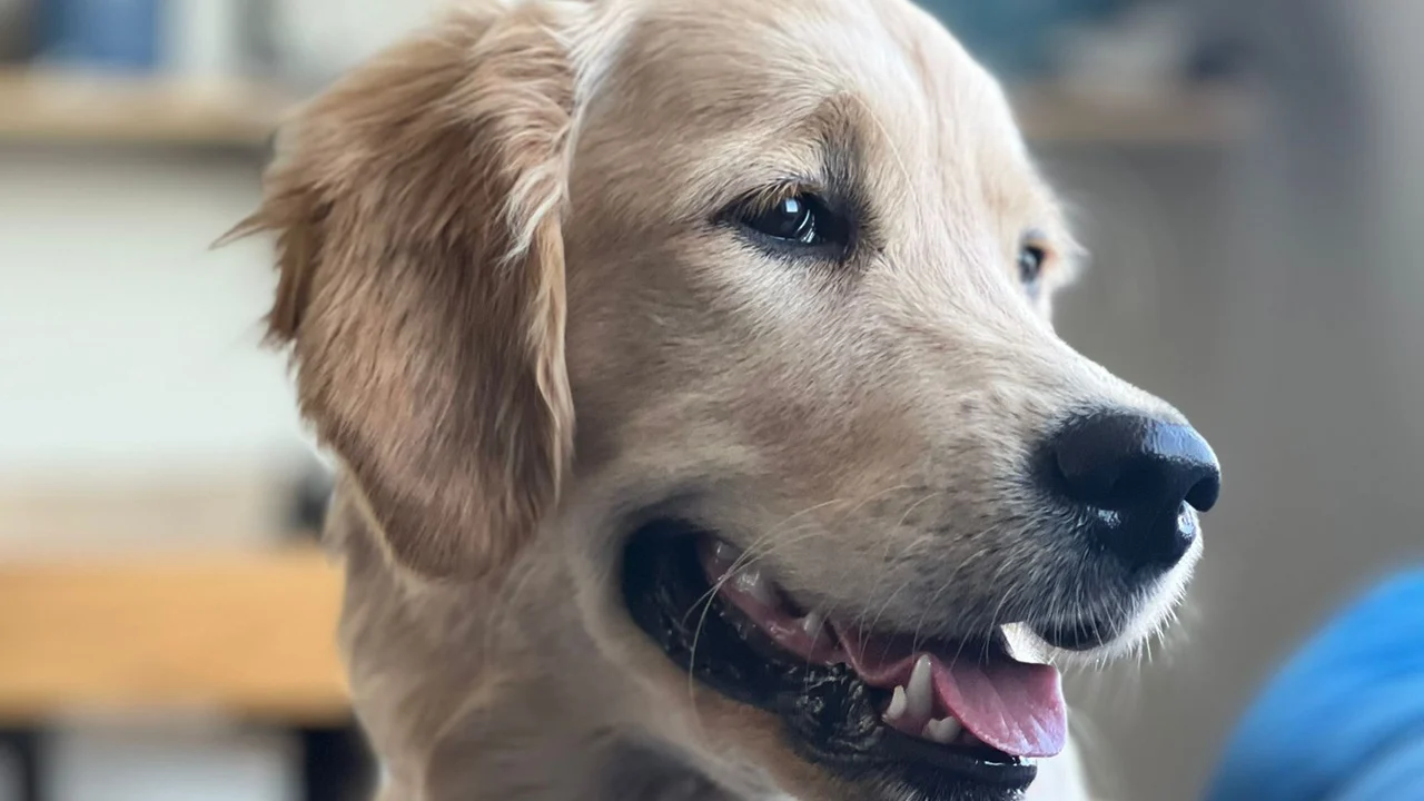 Everyday photo of a golden retriever before turning it into a stencil